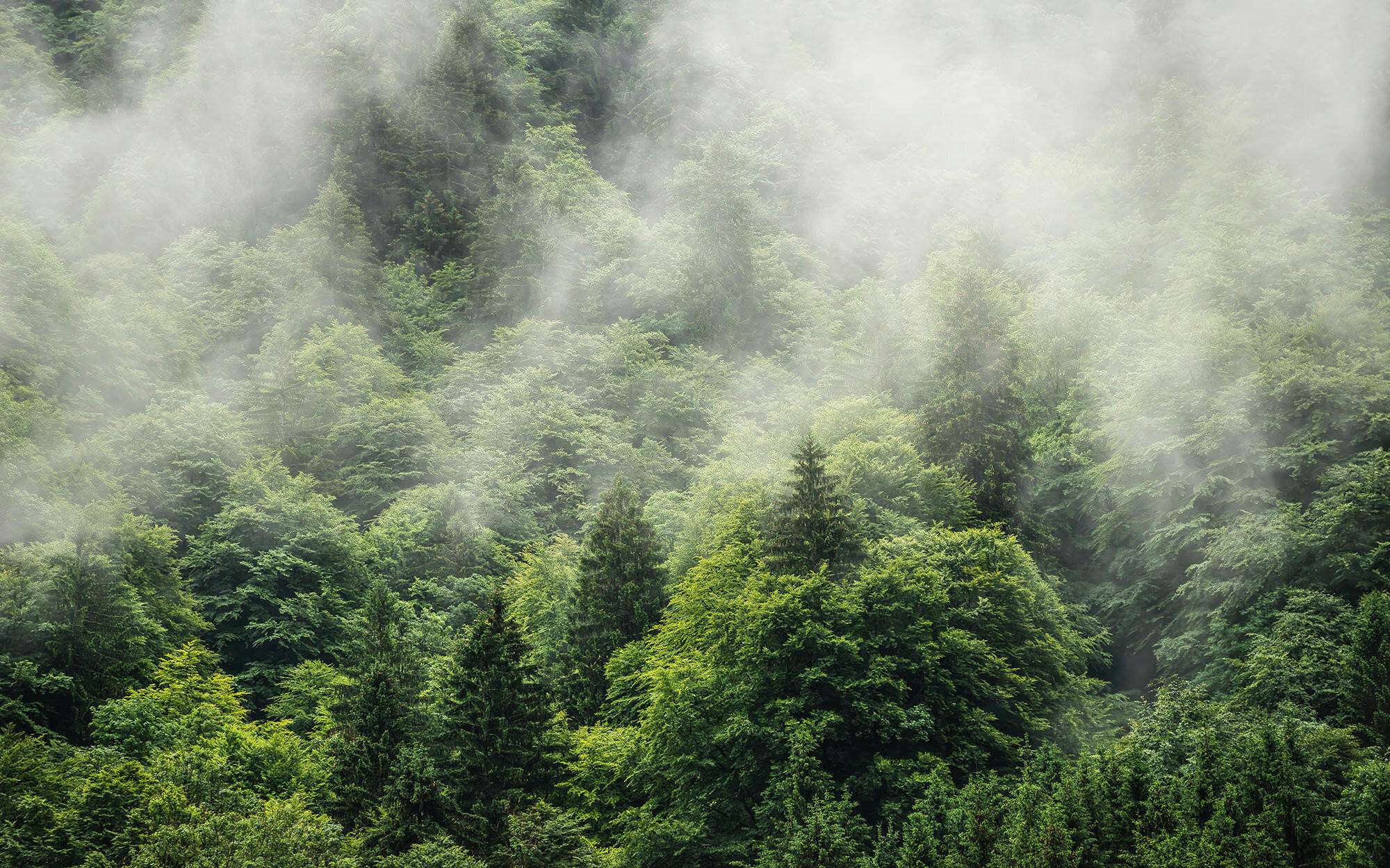 NON WOVEN-TAPET 400/250 cm  - Natur (400/250cm)