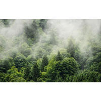 VLIESTAPETE  - Natur (400/250cm) - Komar