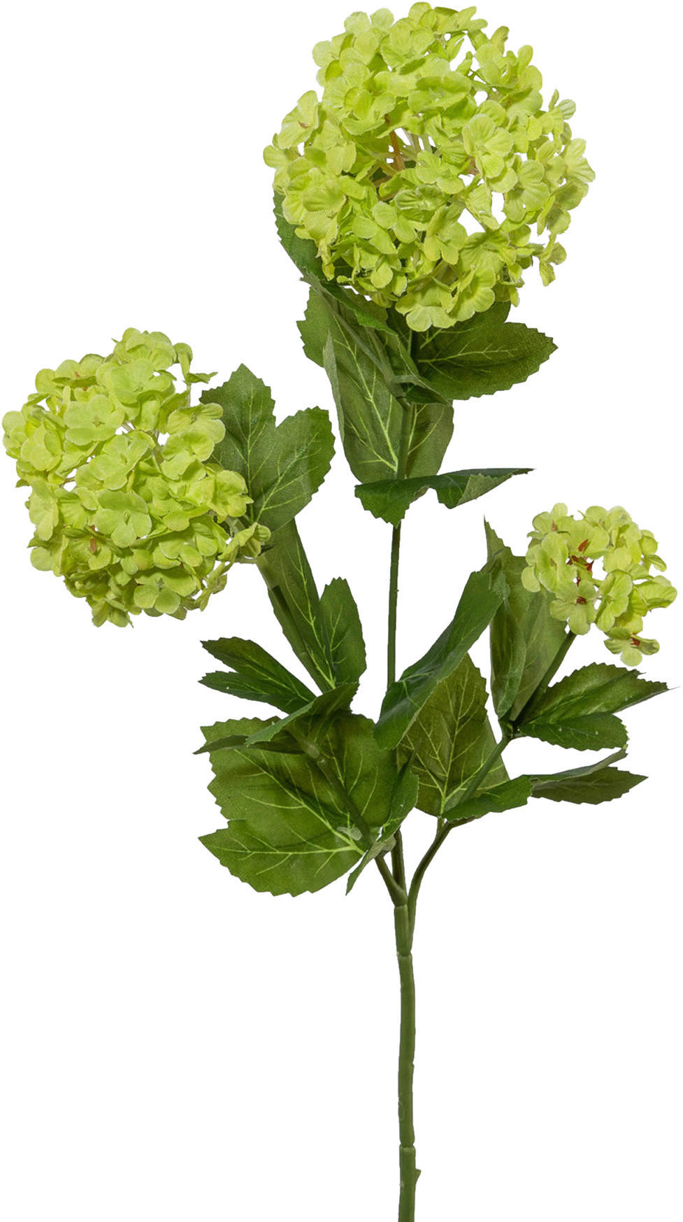 Schneeballzweig H: Ca. 61cm, Elia