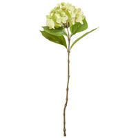 HORTENSIE  - Weiß/Grün, Natur (60cm)