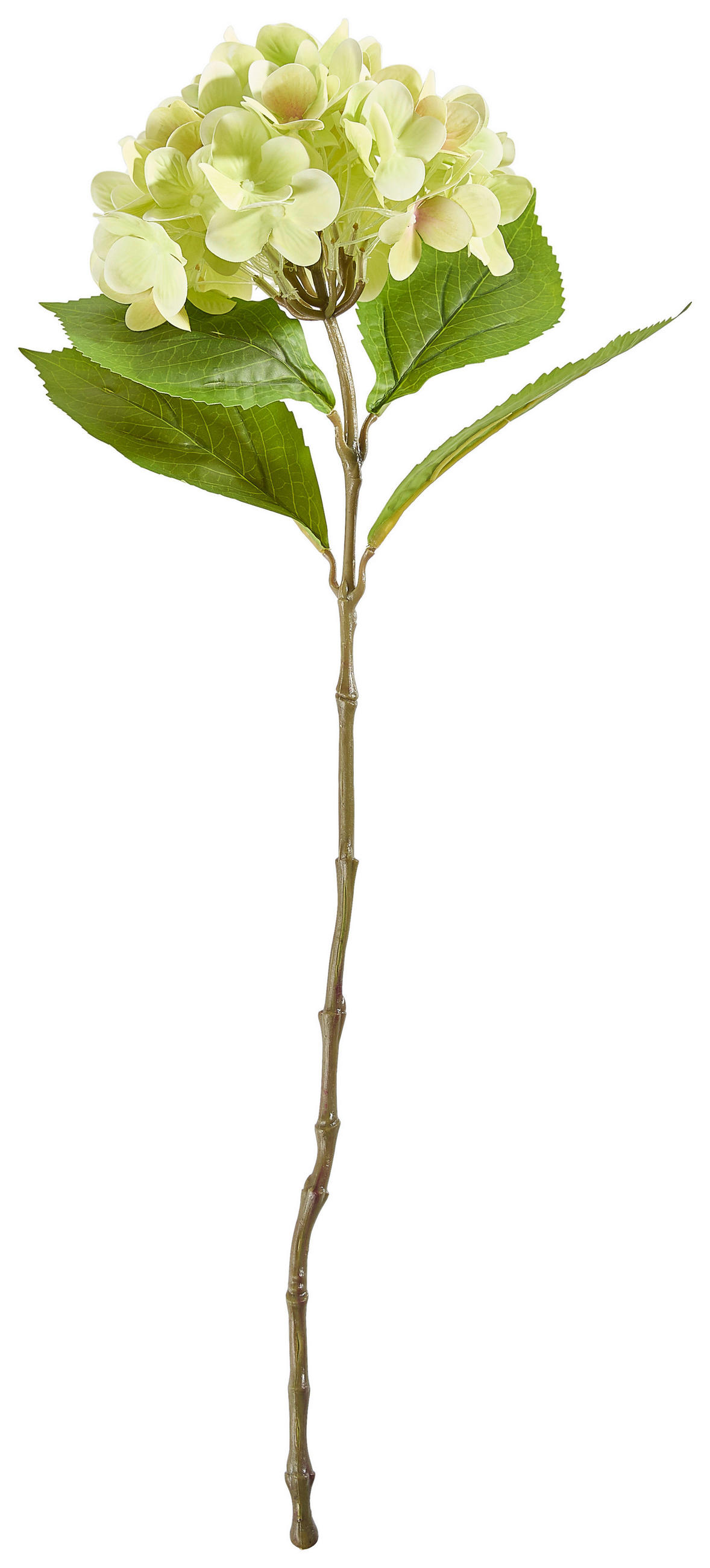 XXXLutz Hortensie Grün, Weiß 60 cm