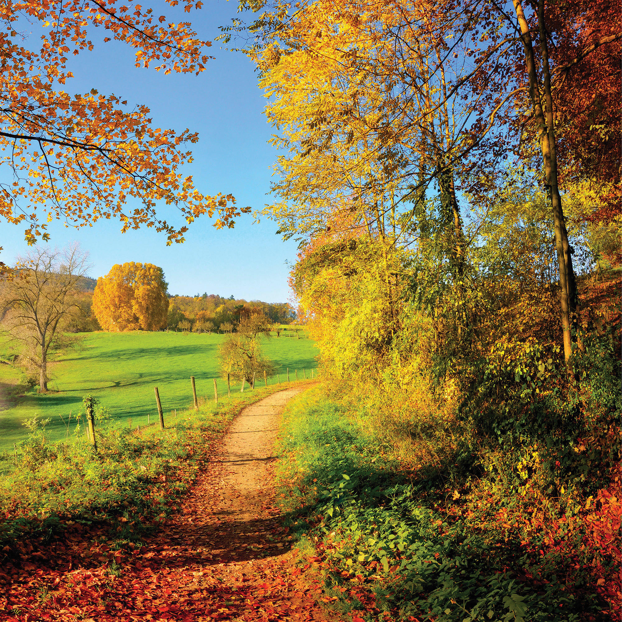 GLASBILD Tiere  - Multicolor, Natur, Glas (50/50/1,40cm) - Euroart