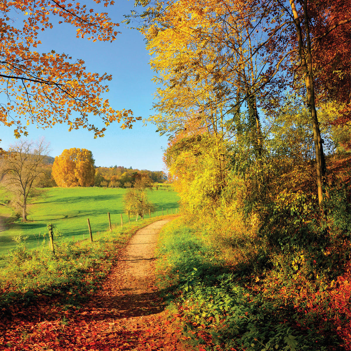 GLASBILD Tiere  - Multicolor, Natur, Glas (50/50/1,40cm) - Euroart