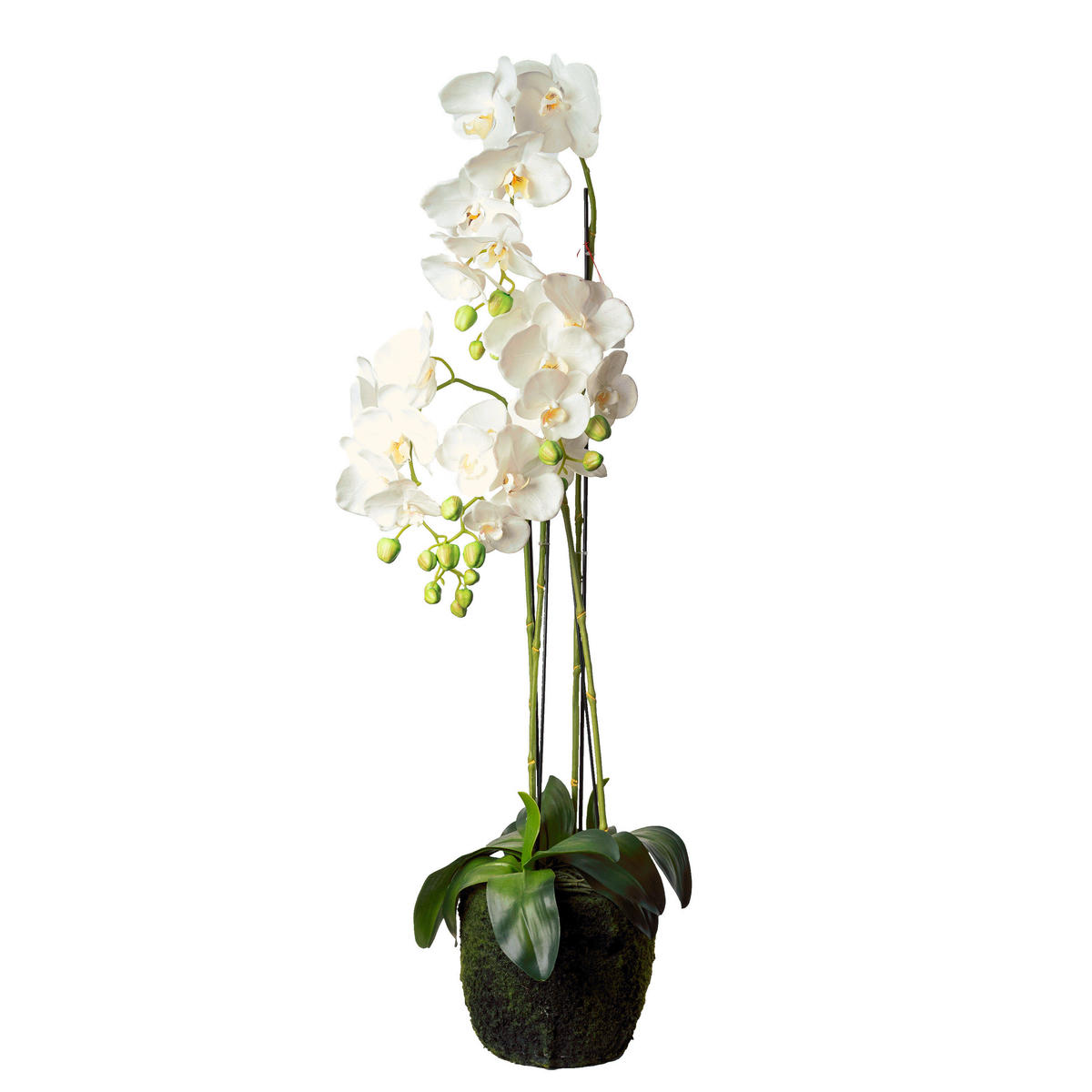 ORCHIDEE - Weiss/Grün, Basics, Kunststoff (100cm)