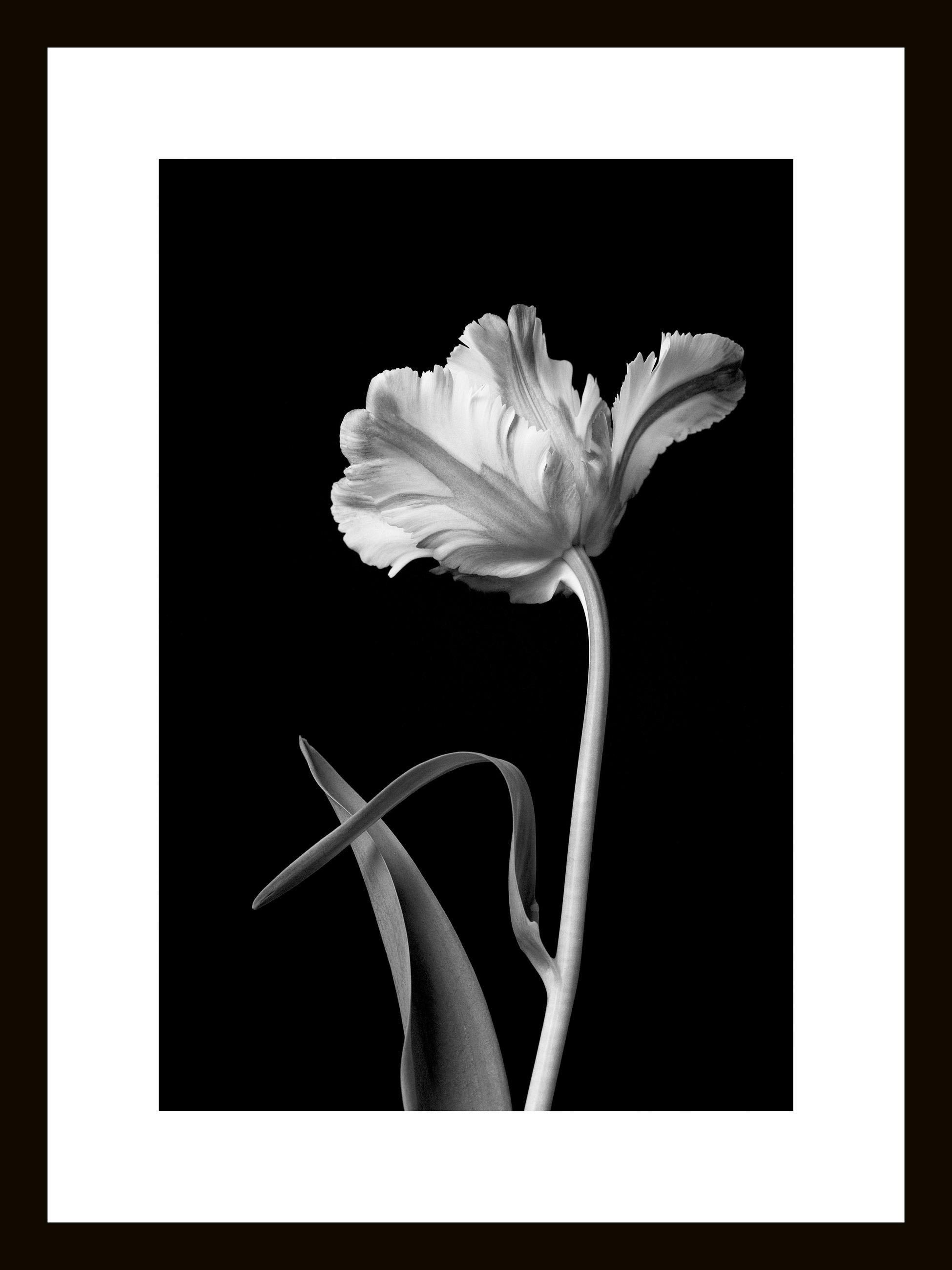 GLASBILD Blumen  - Schwarz/Weiß, Basics, Glas (30/40/1,40cm) - Euroart