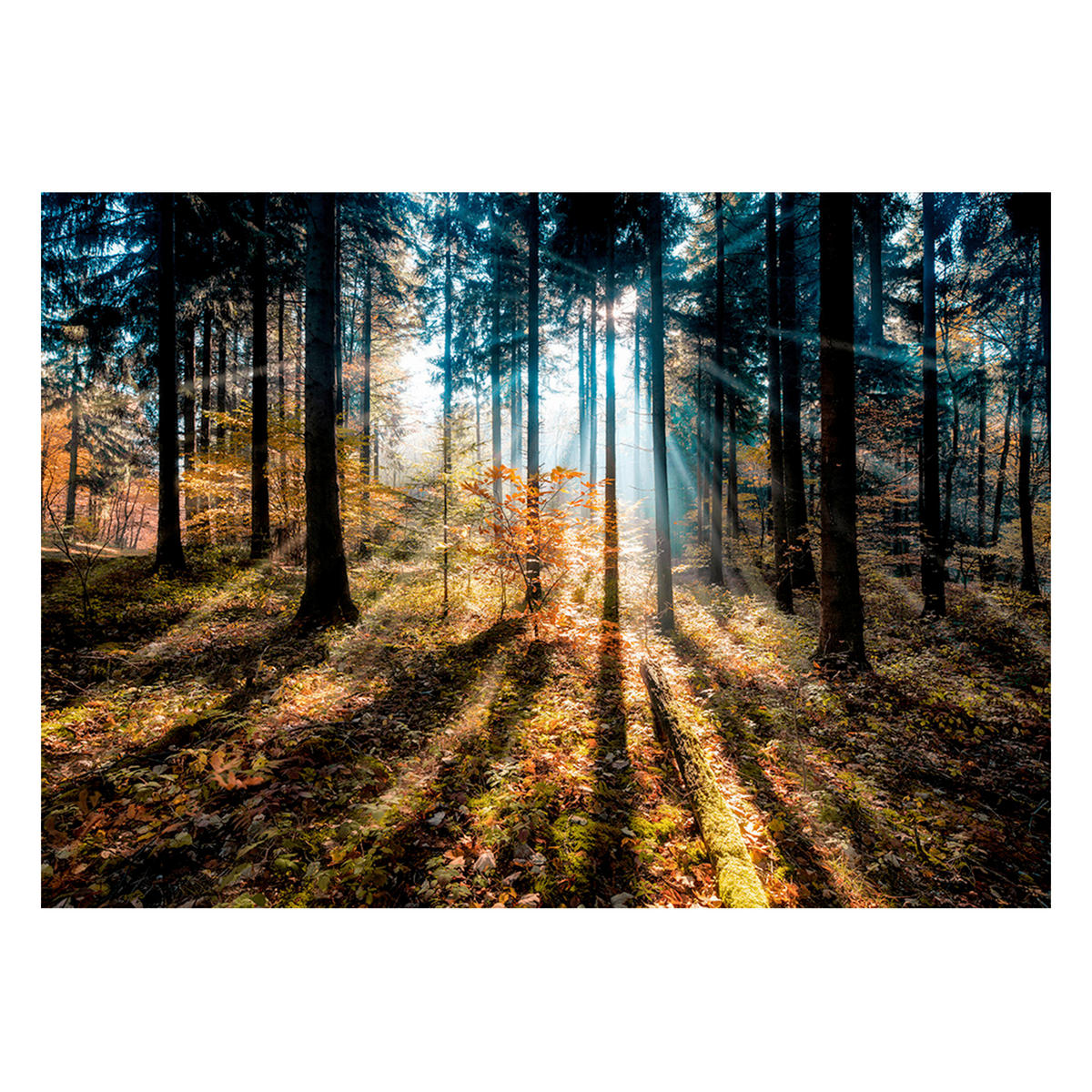 GLASBILD Landschaft & Natur 70/100 cm  - Multicolor, Basics, Glas/Papier (70/100cm)