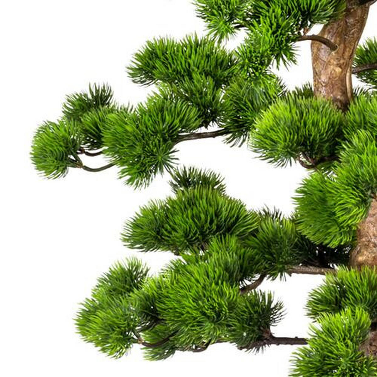 BONSAI Bonsai  - Schwarz/Braun, Basics, Kunststoff (50/110cm) - P & B
