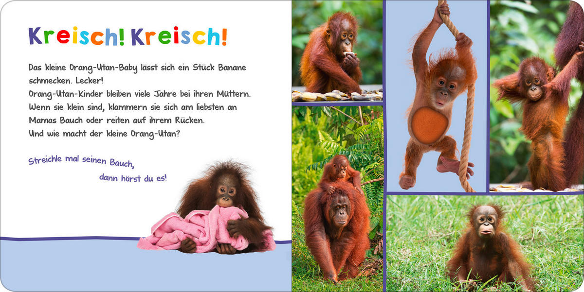 BUCH - Basics (19,60/19,6/1,90cm)