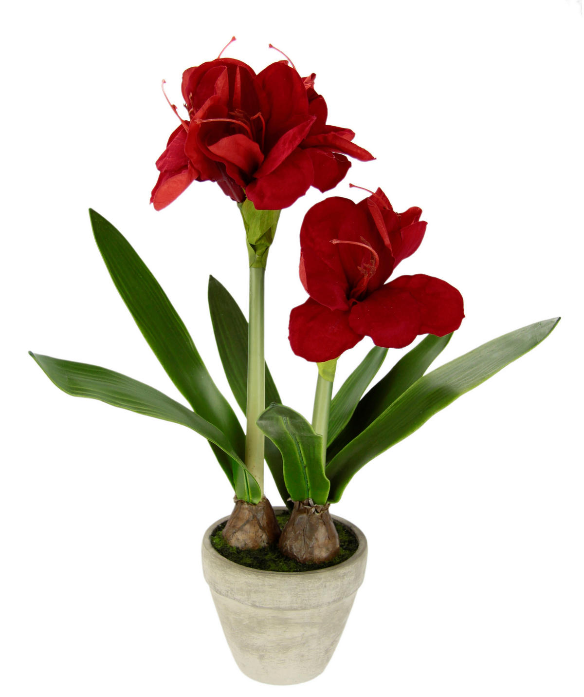 AMARYLLIS  - Rot, Basics (29/50/29cm) - X-Mas