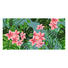 LÄUFER In-/ Outdoor 70/140 cm Grün, Pink, Rosa - Pink/Rosa, Kunststoff (70/140cm) LÄUFER In-/ Outdoor 70/140 cm Grün, Pink, Rosa - Pink/Rosa, Kunststoff (70/140cm)
