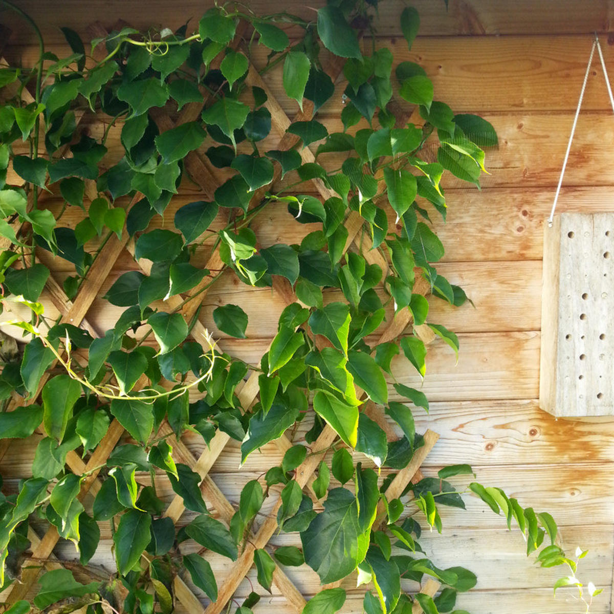 RANKHILFE  - Naturfarben, Basics, Holz (60/180cm)