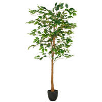 FICUS BENJAMINA Ficus Benjamina 150 cm  - Schwarz/Braun, Basics, Kunststoff (150cm) - P & B