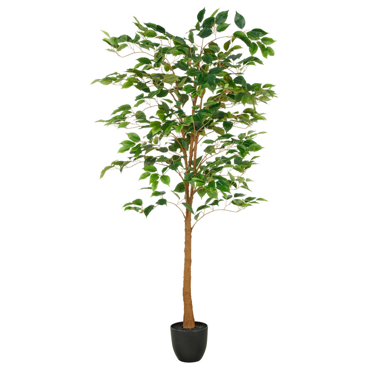 FICUS BENJAMINA Ficus Benjamina 150 cm  - Schwarz/Braun, Basics, Kunststoff (150cm) - P & B