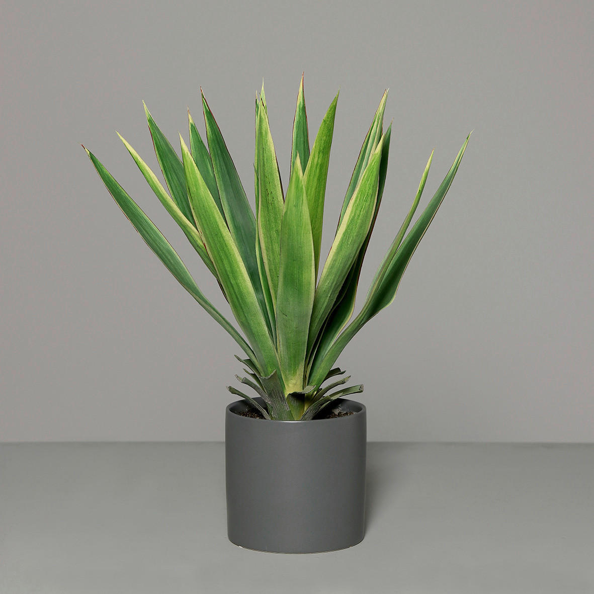 UMETNA RASTLINA           60 cm    - zelena, Basics, umetna masa (60cm)