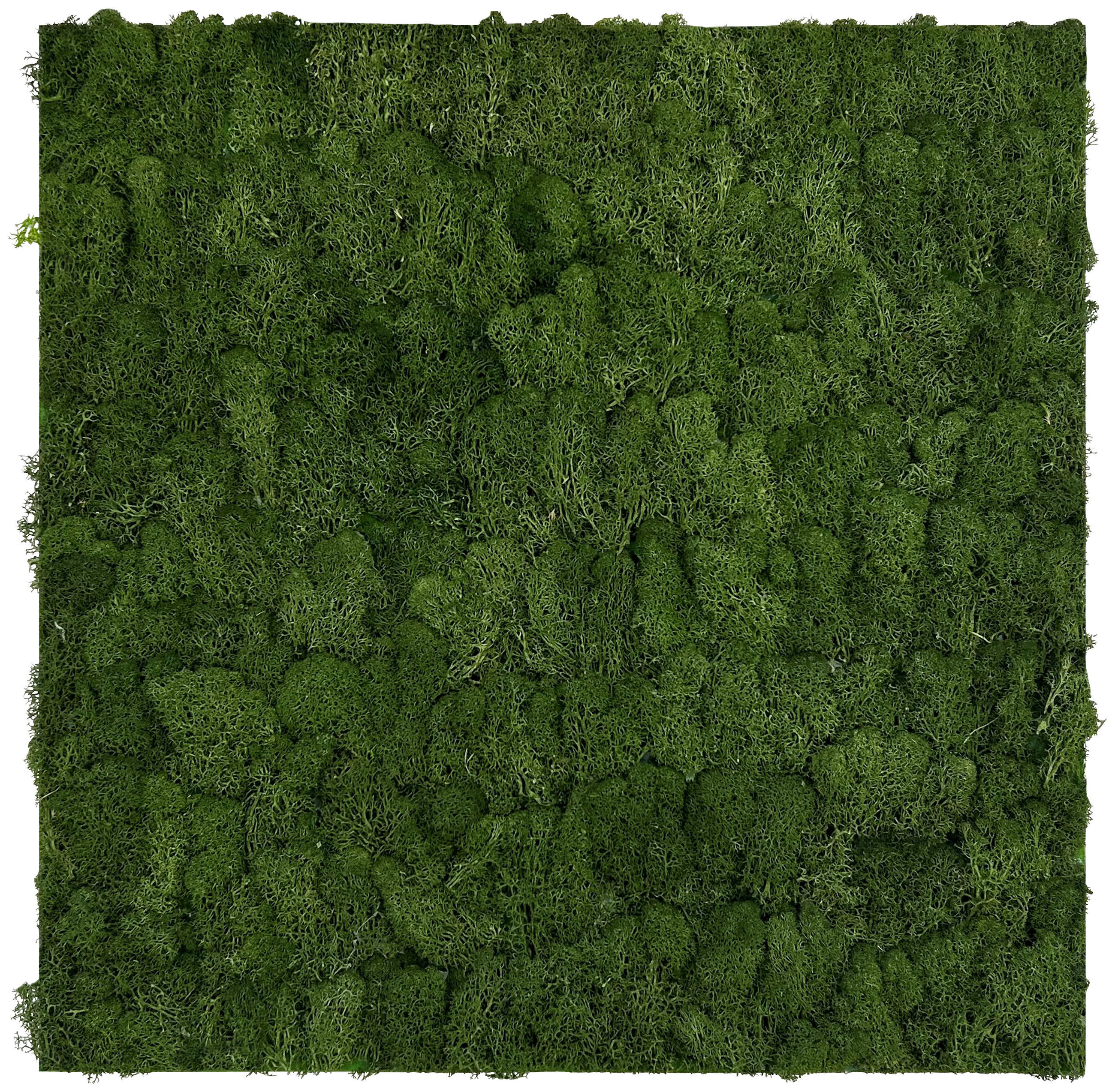 Jangal Akustikpaneel Modular Wall System Design Moos Grün 52x52x4 cm