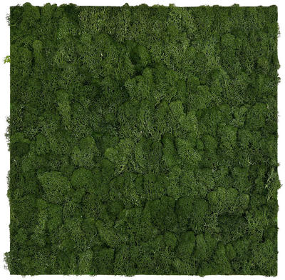 Jangal Akustikpaneel Modular Wall System Design Moos Grün 52x52x4 cm