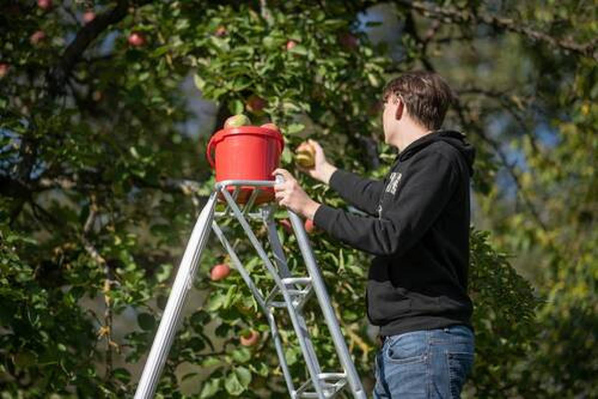LEITER - Silberfarben, Basics, Metall (210/270/127cm) - Ambia Garden