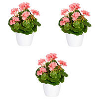 KUNSTPFLANZE Geranie 24 cm  - Rosa/Weiß, Design, Keramik/Kunststoff (24cm) - P & B
