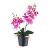 KUNSTPFLANZE Orchidee 28 cm  - Pink/Schwarz, Design, Kunststoff (28cm) - P & B