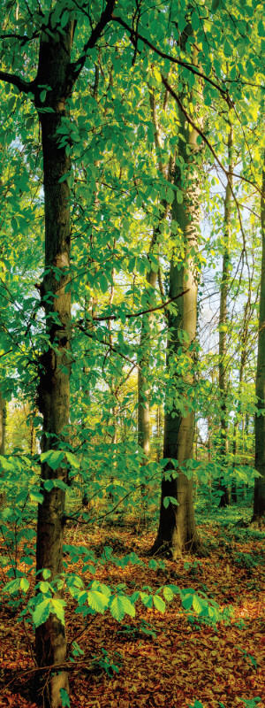 Euroart OBRAZ NA PLÁTNĚ, stromy, 30/80/3 cm - vícebarevná - borovice