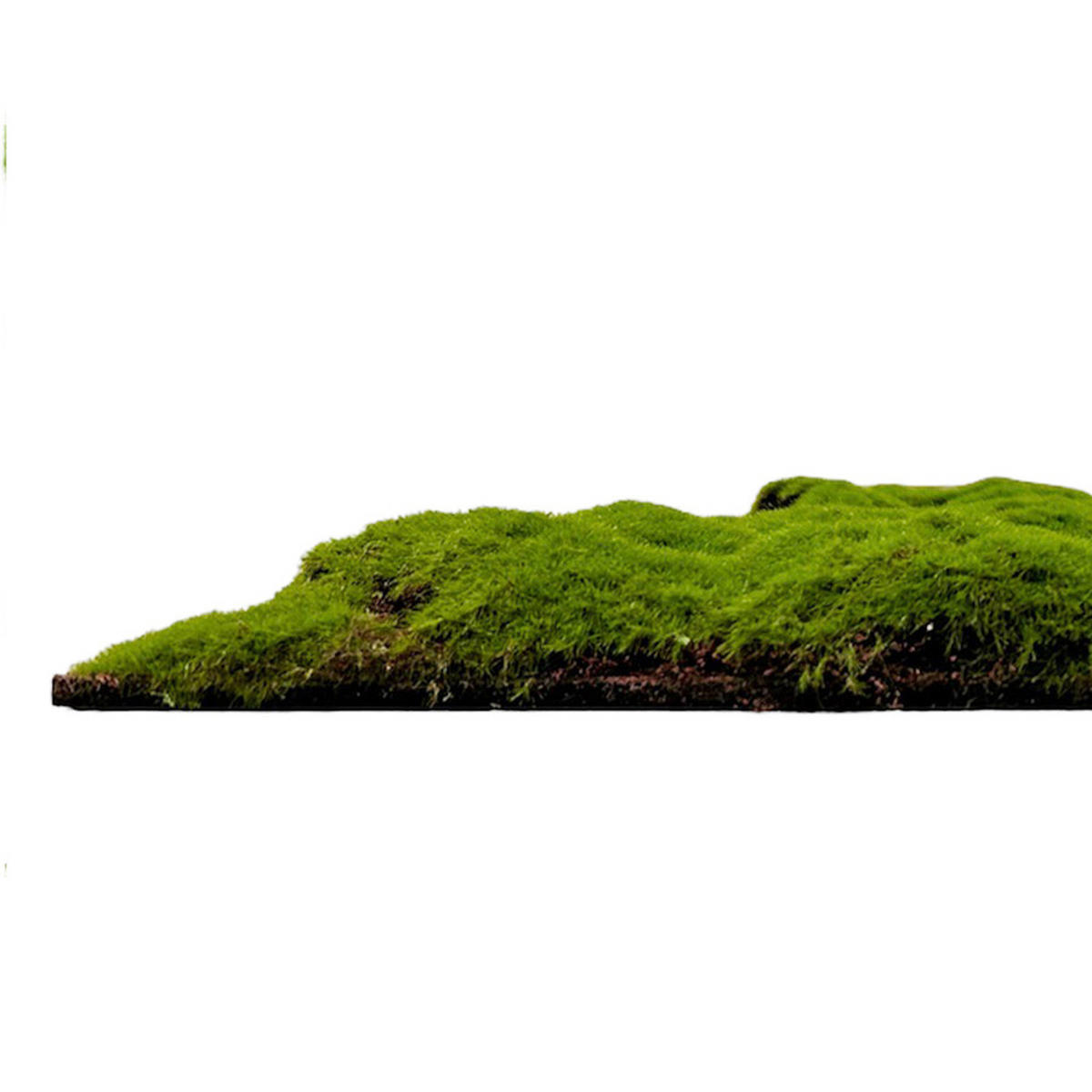 AKUSTIKPANEEL Modular Wall System Design Moos 52/52/2,6 cm  - Hellgrün, KONVENTIONELL, Naturmaterialien (52/52/2,6cm) - Jangal