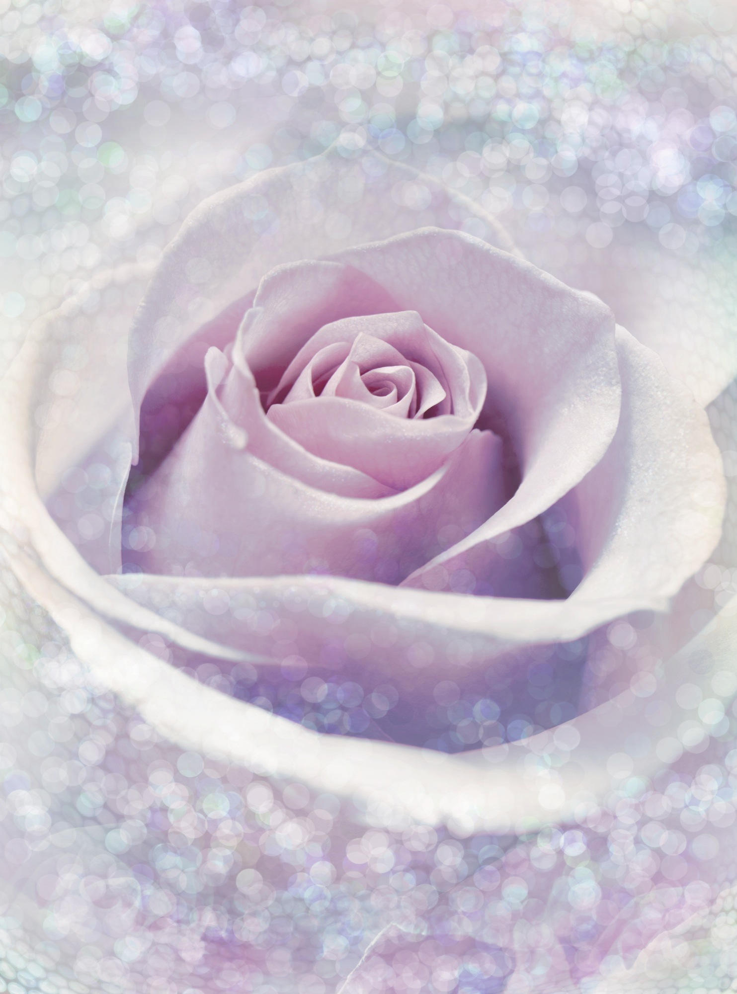 VLIESTAPETE Delicate Rose  - Hellrosa/Rosa, Basics, Papier (184/248cm) - Komar