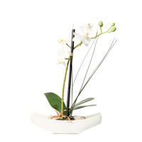 KUNSTBLUME Orchidee  - Creme/Weiß, Basics, Kunststoff (ca 30cm)