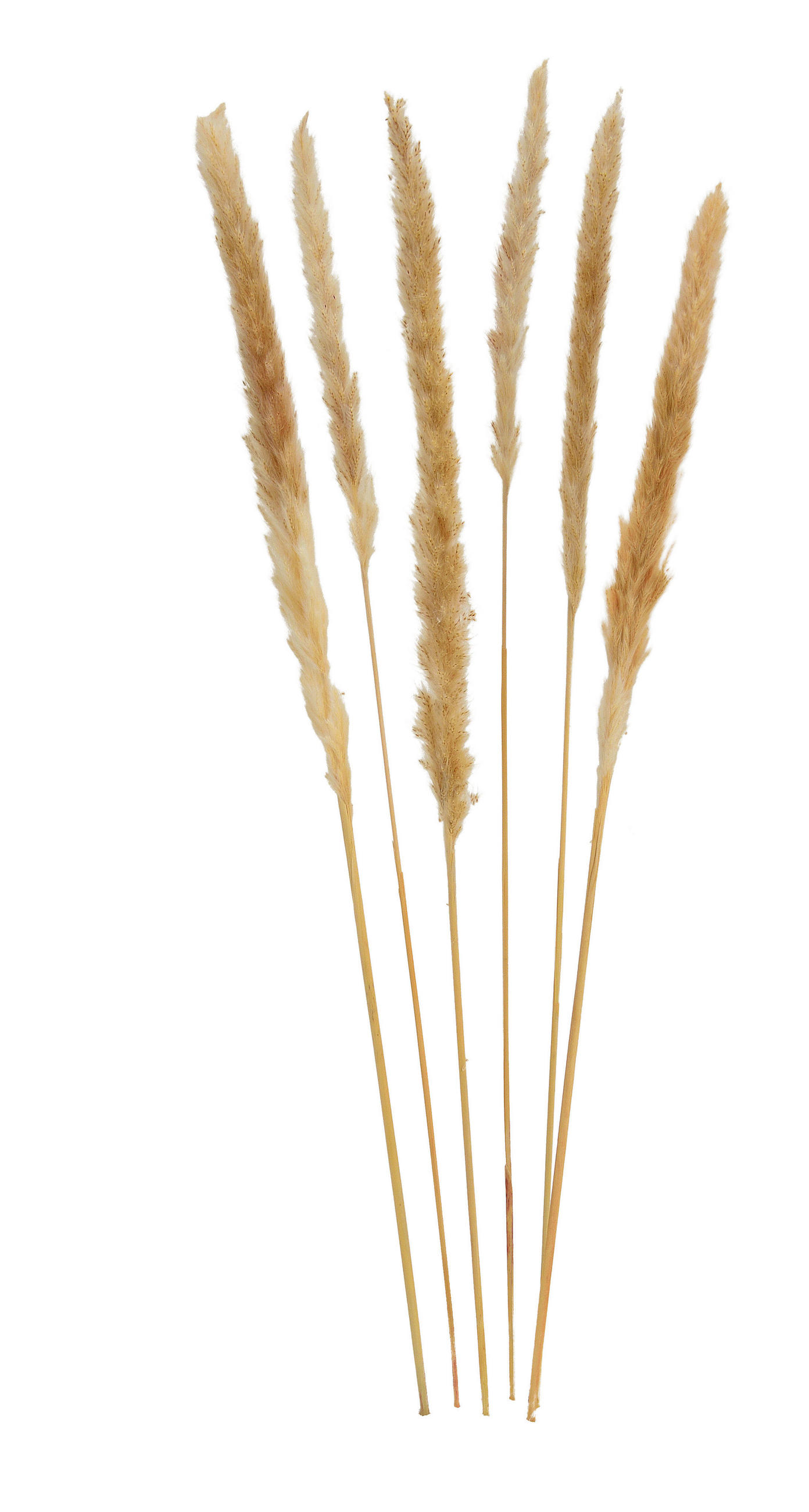 TROCKENBLUME - Beige, Basics, Naturmaterialien (75cm)