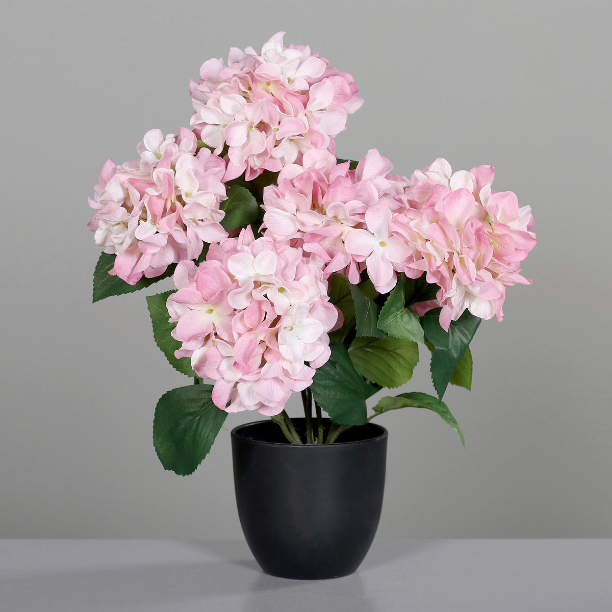 HORTENSIE - Basics (45cm)