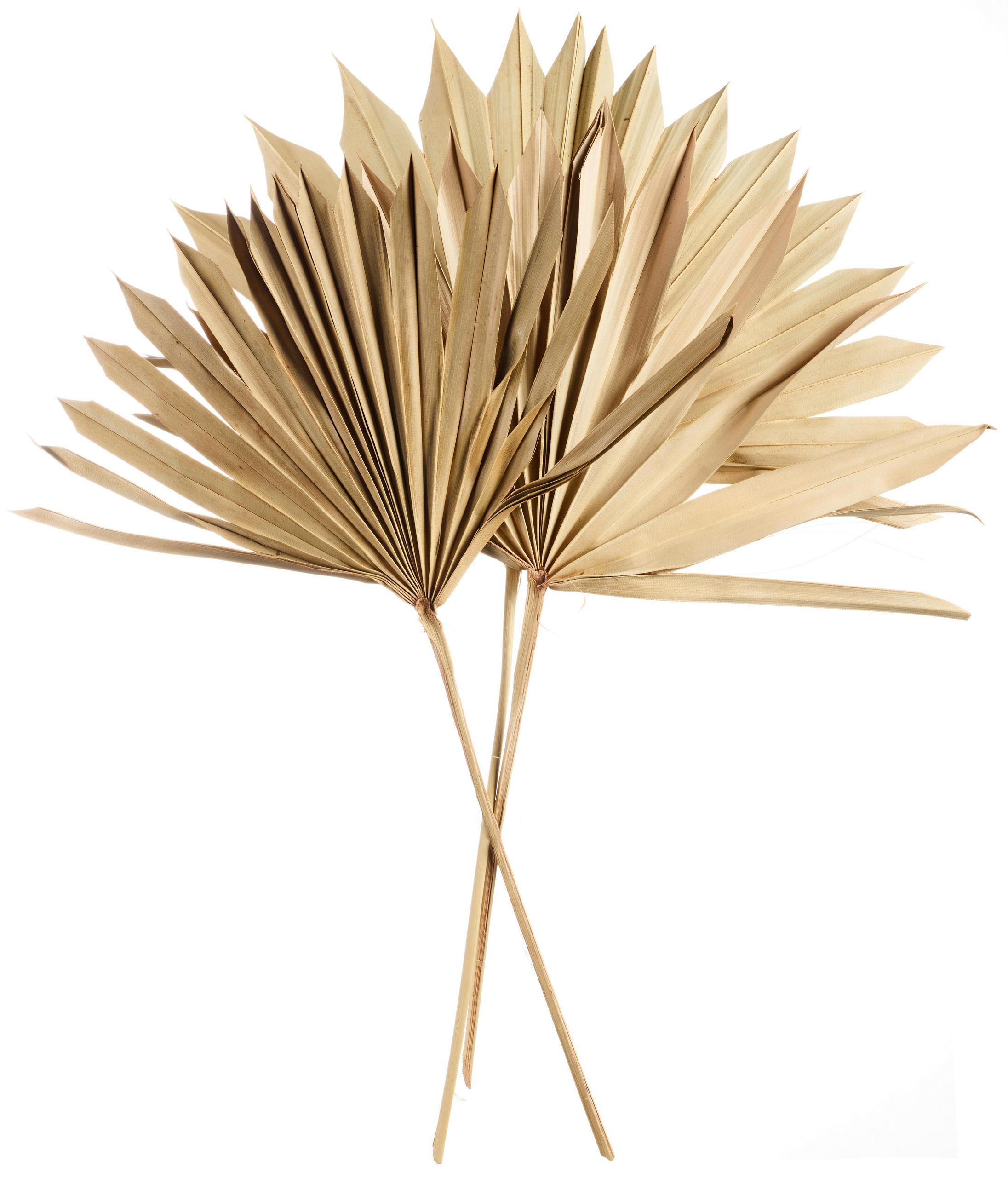 TROCKENBLUME - Basics (35cm) - ASA