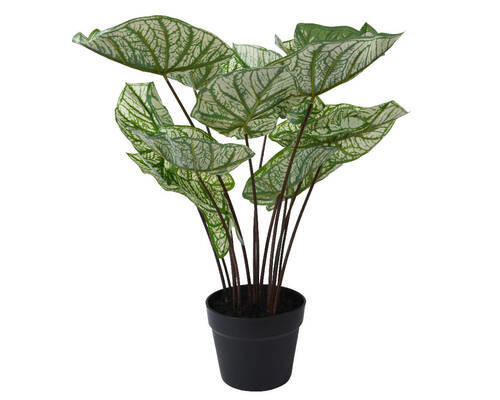 PLANTĂ DECORATIVĂ - Basics (50/50/50cm)