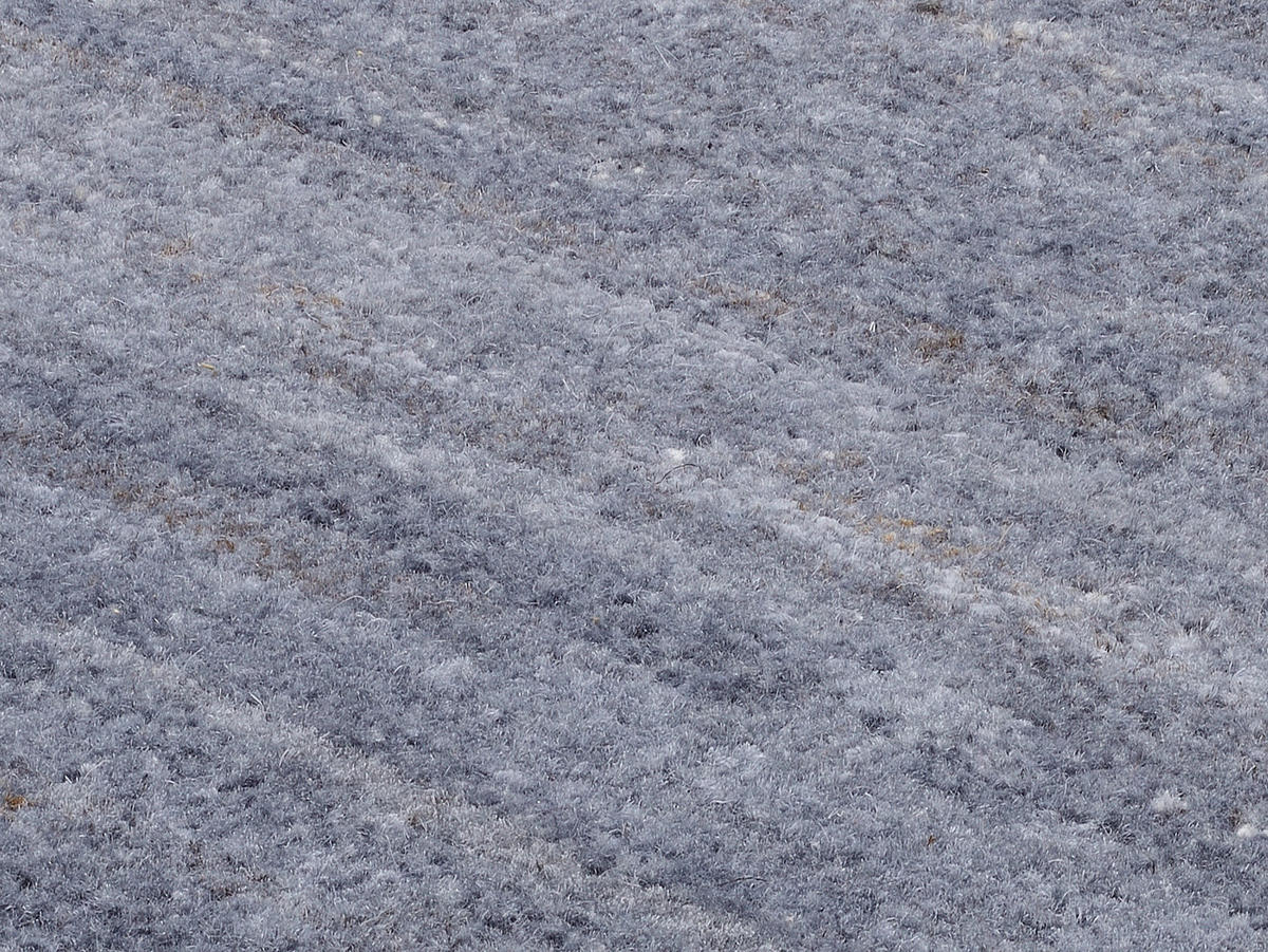 WOLLTEPPICH 250/350 cm Blaugrau  - Blaugrau, Natur, Textil (250/350cm) - Cazaris