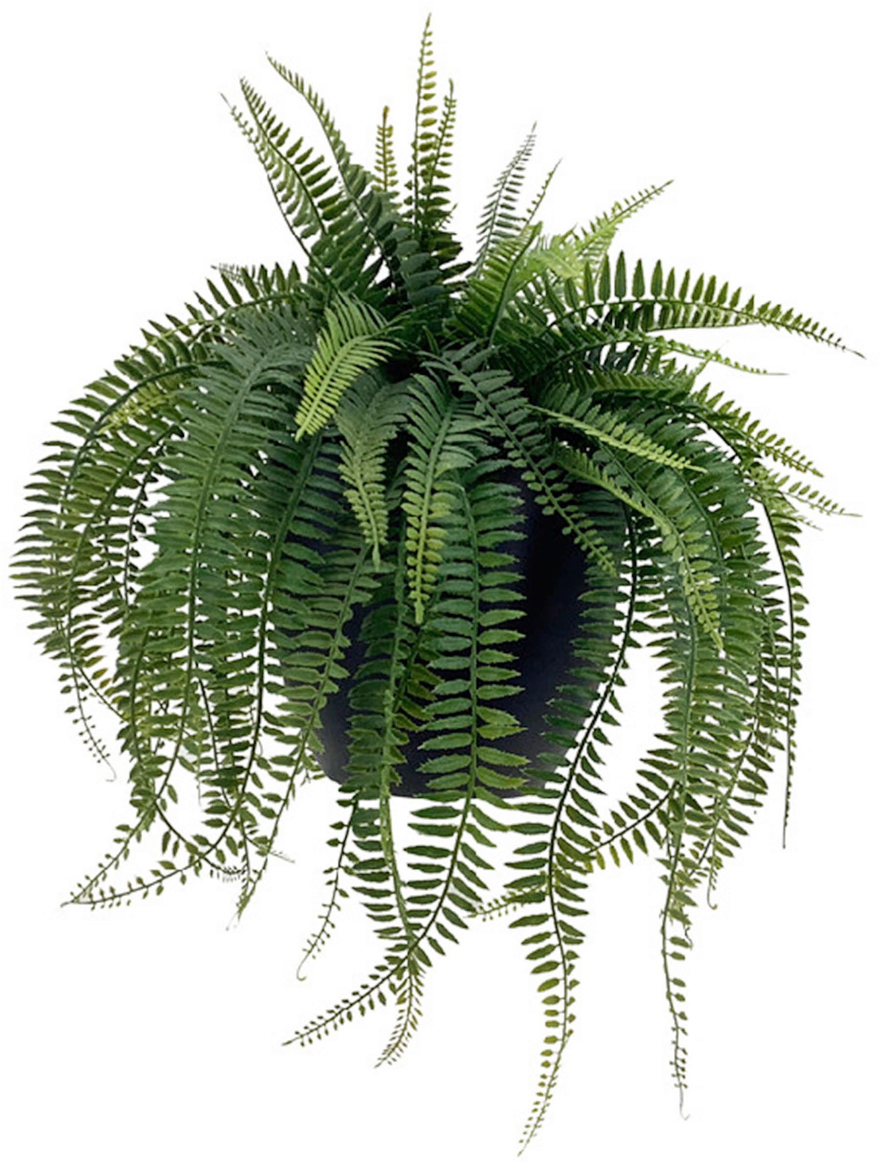 KUNSTPFLANZE Farn 54 cm  - Smaragdgrün/Schwarz, Basics, Kunststoff (54cm) - Ambia Home