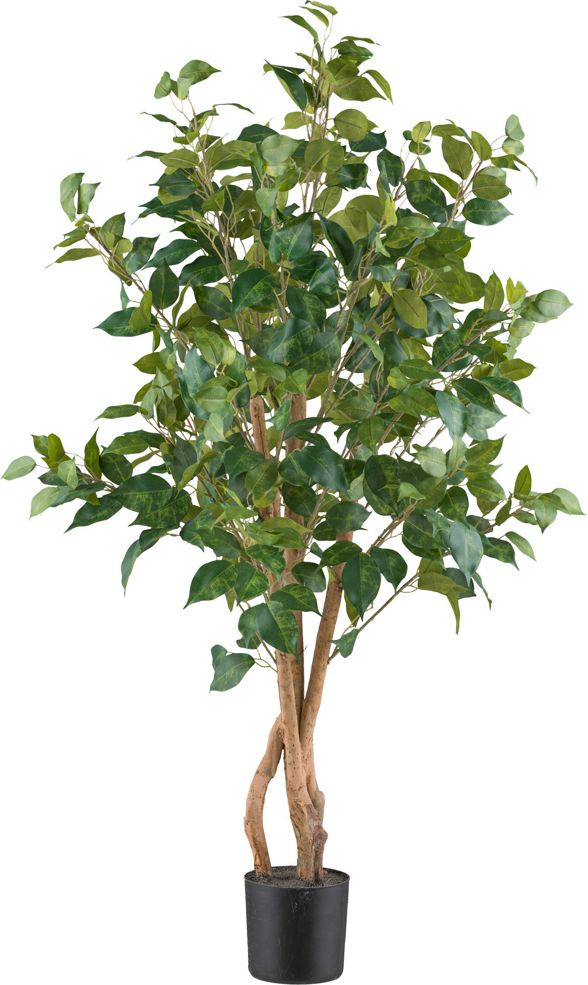 KUNSTPFLANZE Ficus Benjamina 110 cm  - Schwarz/Braun, Design, Kunststoff (110cm) - P & B