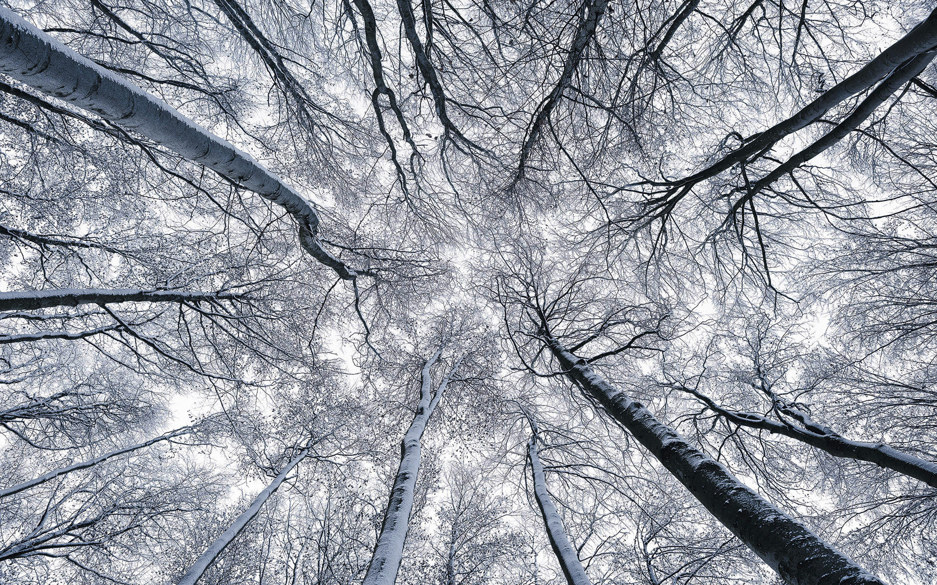 NON WOVEN-TAPET 400/250 cm  - Natur (400/250cm)