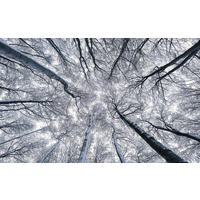 VLIESTAPETE - Natur (400/250cm)