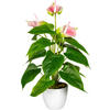 KUNSTPFLANZE Anthurie 40 cm  - Rosa/Weiß, Design, Kunststoff (40cm) - P & B