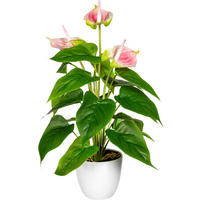 KUNSTPFLANZE Anthurie 40 cm  - Rosa/Weiß, Design, Kunststoff (40cm) - P & B