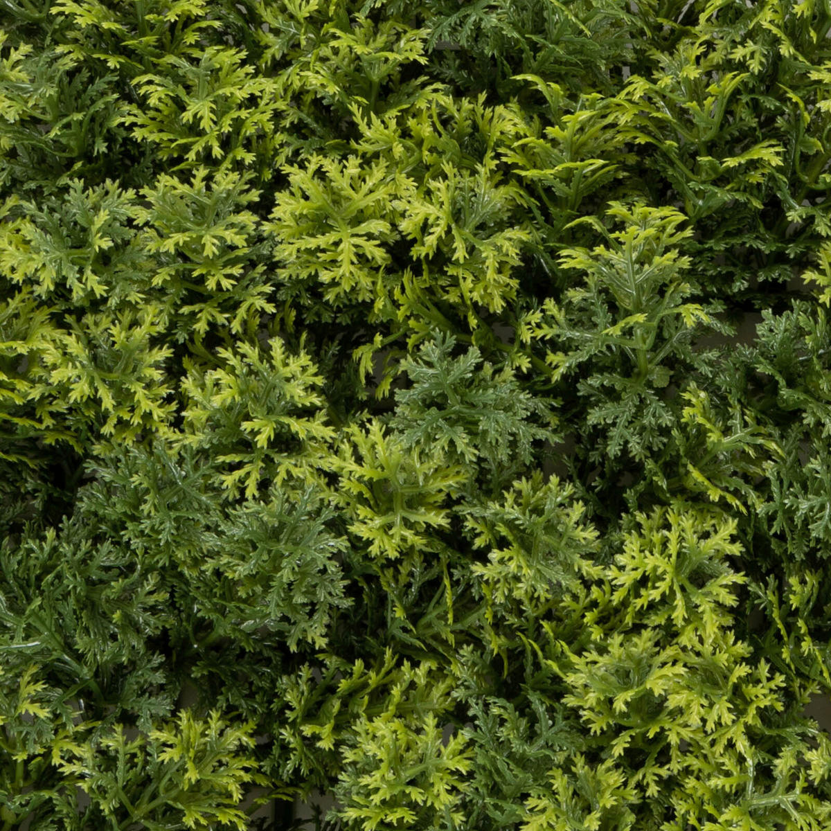 WANDVERKLEIDUNG  - Waldgrün/Dunkelgrün, Trend, Kunststoff (50/50cm) - Floordirekt