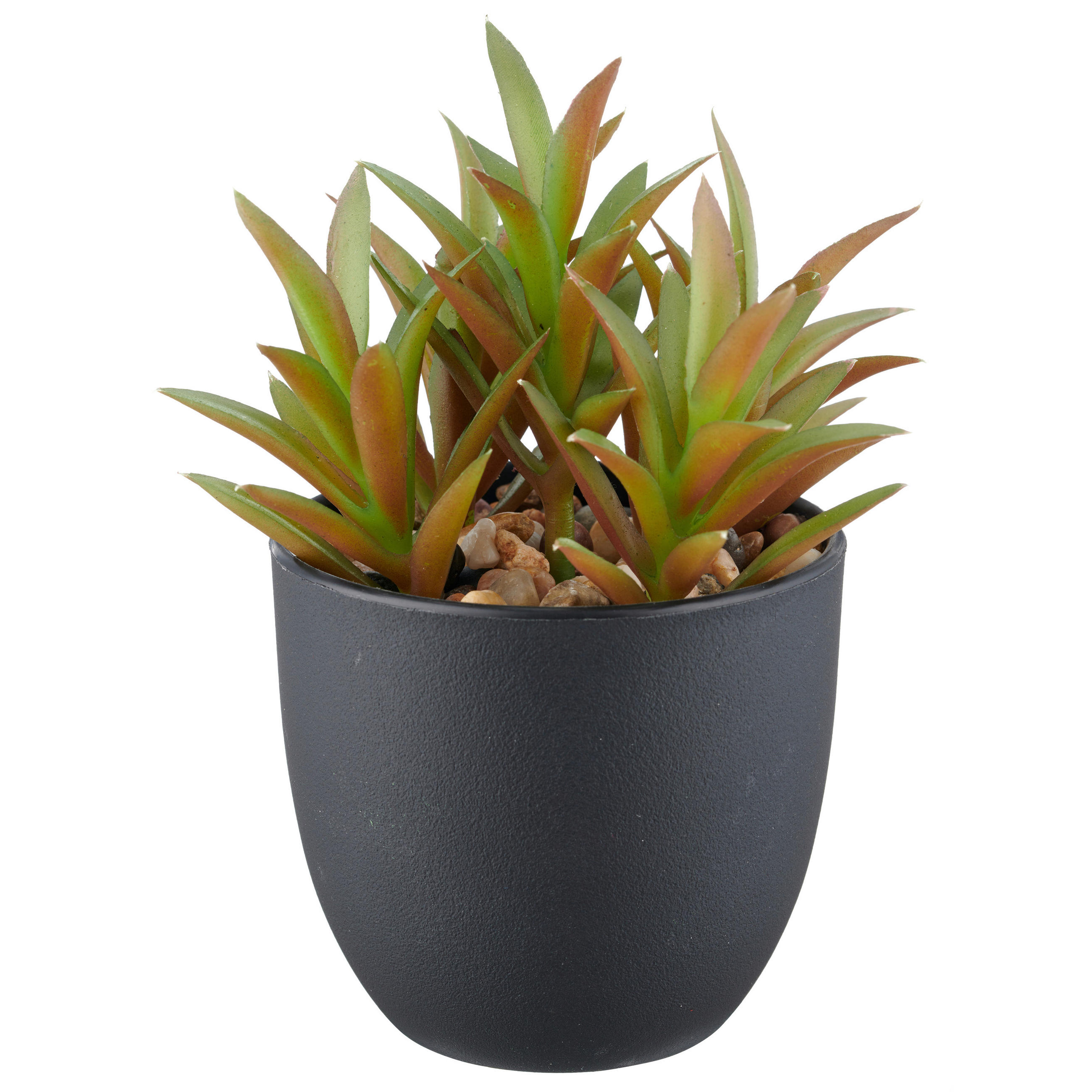 SUKKULENTE Sukkulente 13 cm  - Schwarz/Grün, Basics, Kunststoff (13cm) - P & B