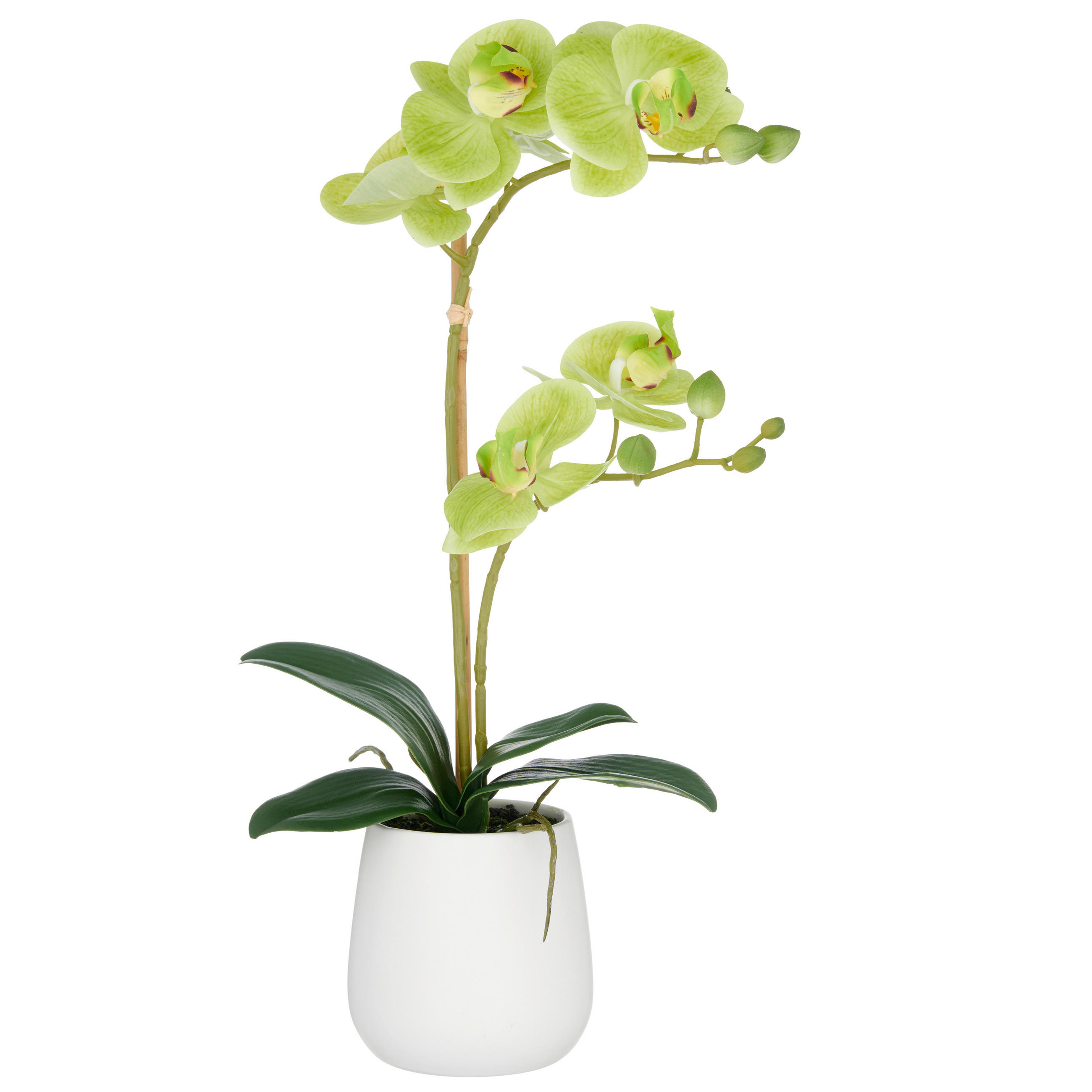KUNSTPFLANZE Orchidee  - Weiß/Hellgrün, Basics, Keramik/Kunststoff (17/55/17cm) - P & B
