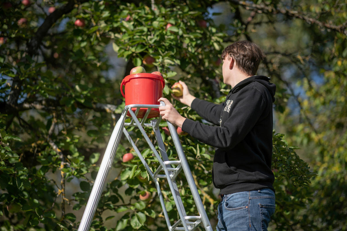 LEITER - Silberfarben, Basics, Metall (125/240/20cm) - Ambia Garden