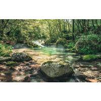 VLIESTAPETE - Natur (400/250cm)