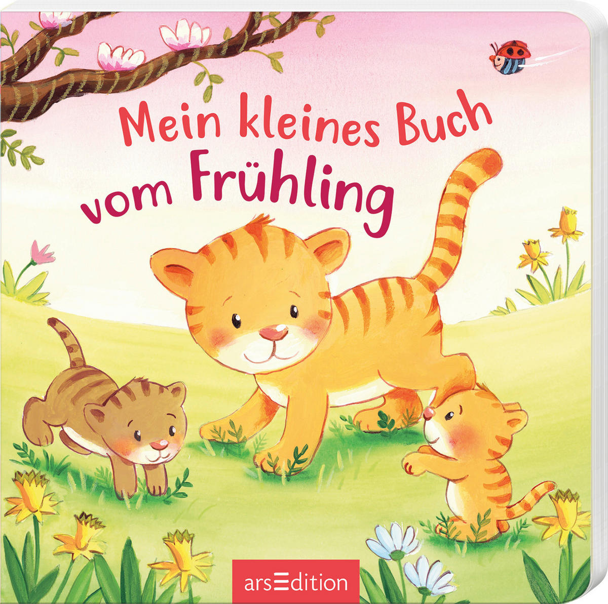 BUCH  - Multicolor, Basics, Papier (16/16/1cm)