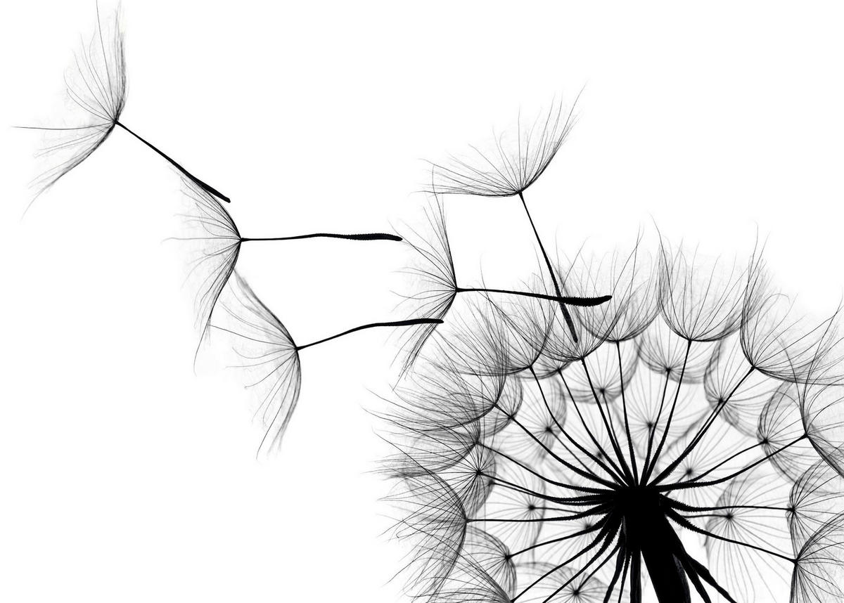 BILD Blumen  - Schwarz/Weiß, KONVENTIONELL, Holzwerkstoff (70/50/2cm) - Reinders!