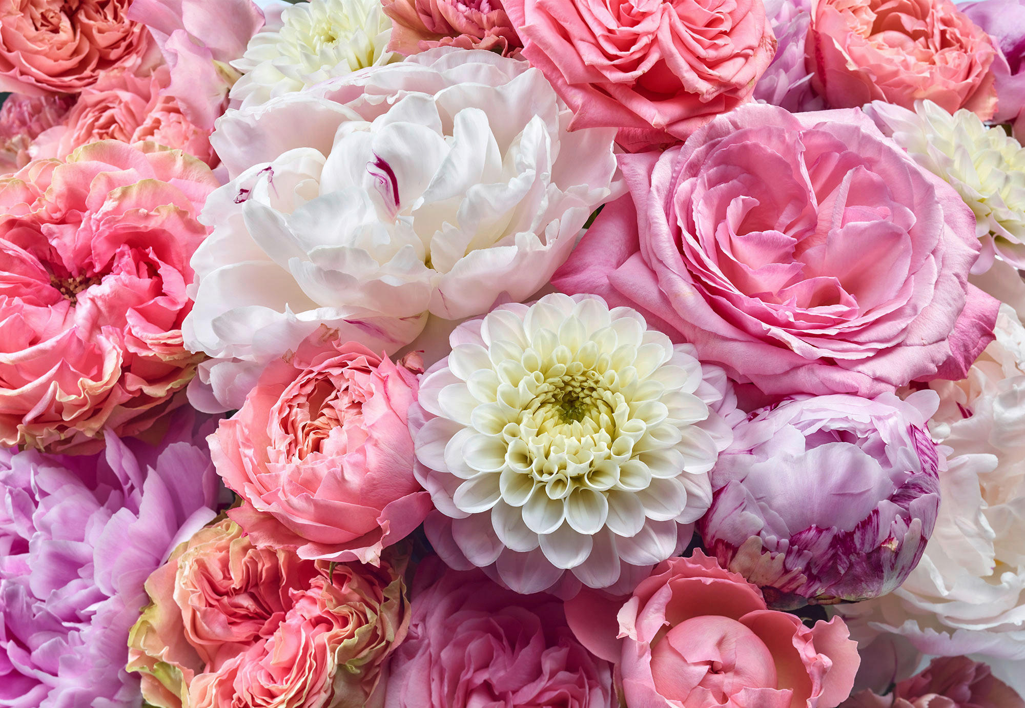 Komar FOTOTAPETA velikost: 368/254 cm