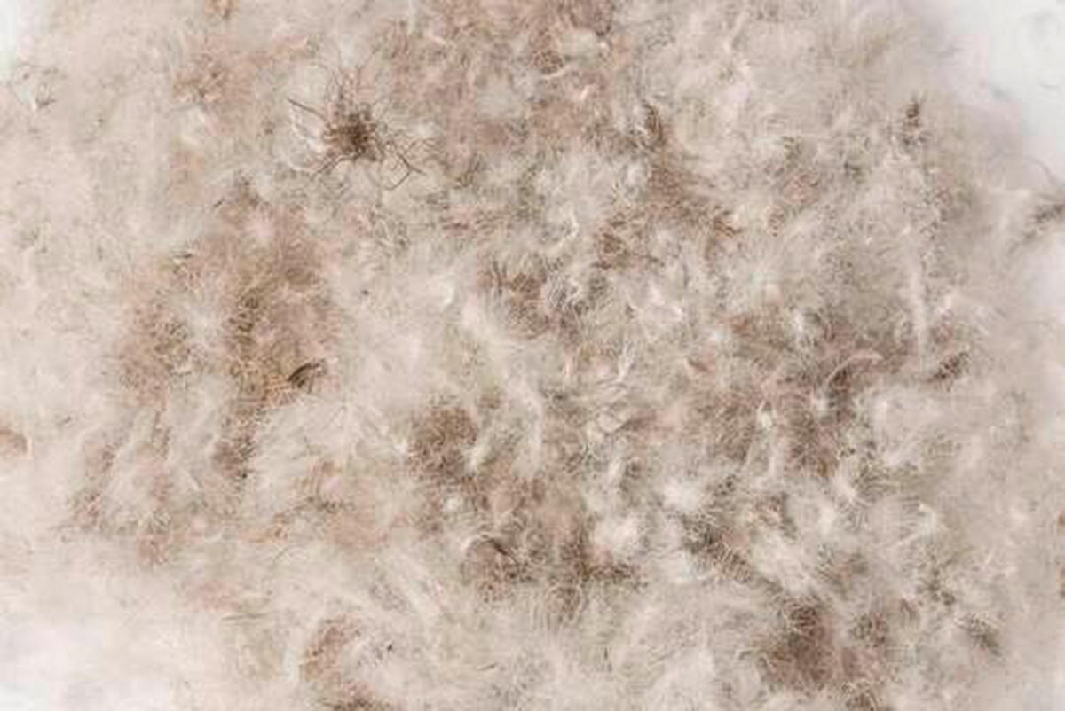 PÉŘOVÁ PŘIKRÝVKA, 140/200 cm, prachové peří - bílá, Basics, textil (140/200cm) - Hefel Textil