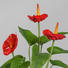 KUNSTBLUME Anthurie - Rot/Grün, Kunststoff (40cm) KUNSTBLUME Anthurie - Rot/Grün, Kunststoff (40cm)