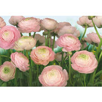 FOTOTAPET 368/254 cm  - grön/rosa, Natur (368/254cm)