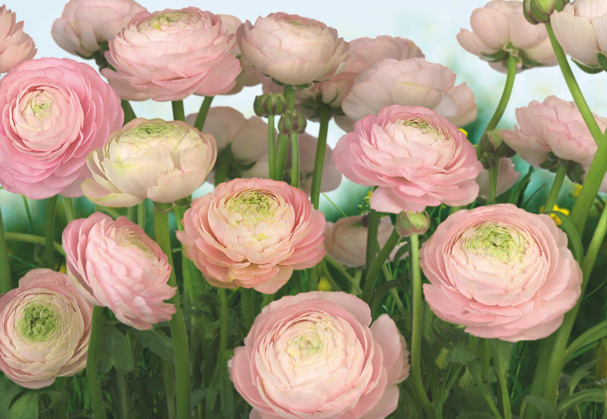 Komar Fototapete Gentle Rosé Creme, Grün, Rosa 368x254 cm